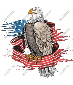  Patriotic bald eagle