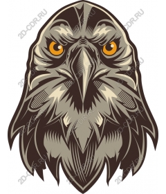 The majestic eagle head