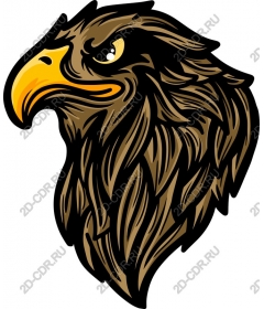 Head of a ferocious eagle