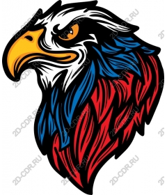 The majestic eagle head