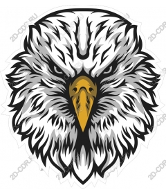 Head of a ferocious eagle