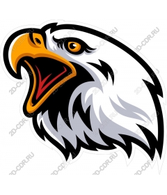 The majestic eagle head