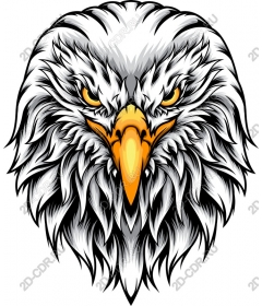 The majestic eagle head