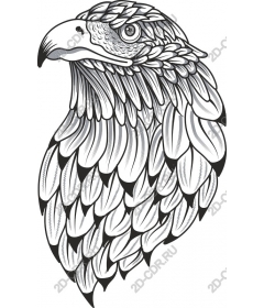  Portrait of a majestic eagle