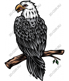 The majestic eagle sits