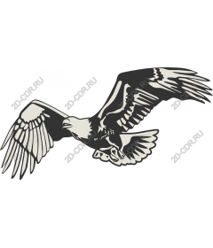  Eagle in flight
