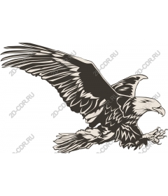 The majestic soaring eagle