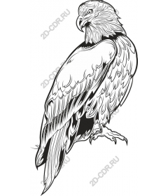  Величественный орел Line Art