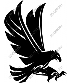  Soaring Hawk