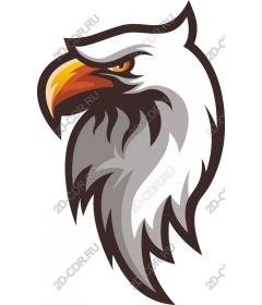 The majestic eagle head