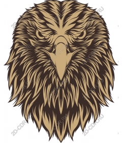 The majestic eagle head