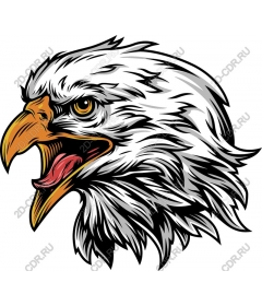 The majestic eagle head