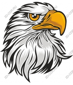 Head of a ferocious eagle