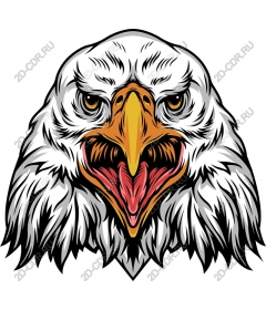  Cruel job in bald eagles