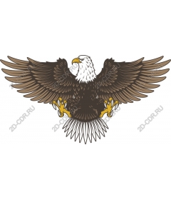 Majestic bald eagle