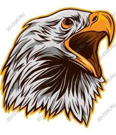 The majestic eagle head