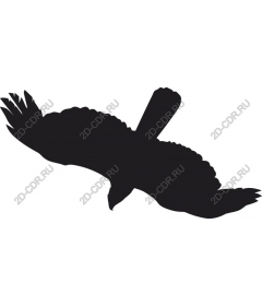Soaring Eagle