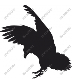  The majestic bird in flight
