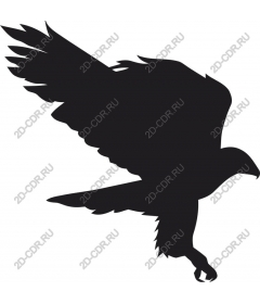 Majestic eagle in flight