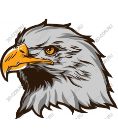 Head Of An Eagle