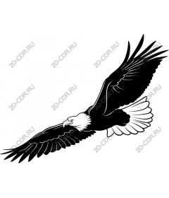  Soaring eagle