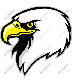 Head of a ferocious eagle