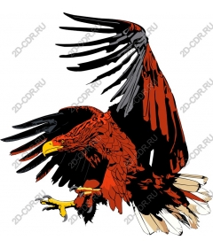 Majestic Red Eagle