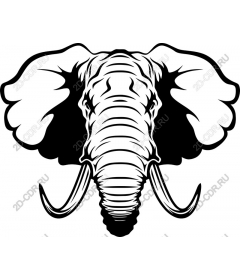 Majestic elephant head