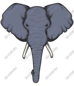 Majestic elephant