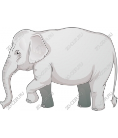  Adorable elephant