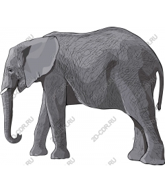Majestic elephant