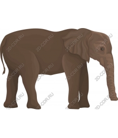 The cute elephant