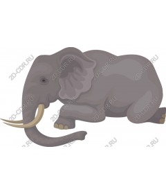  Relaxing elephant