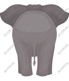  Adorable elephant