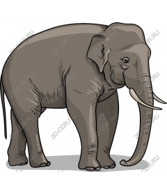 Majestic elephant