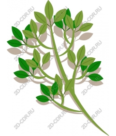  Juicy green leaf