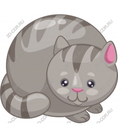  Fancy gray tabby cat