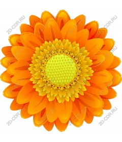  Bright orange flower