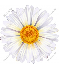 Exquisite Daisy flower