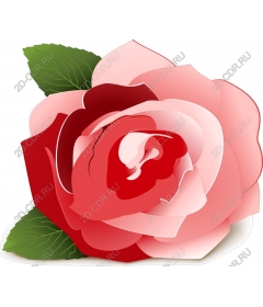  Blooming rose