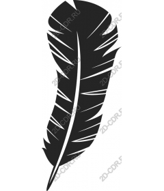  Elegant black feather