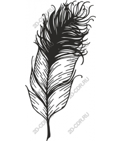  Elegant feather