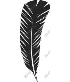  Black feather