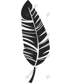  Elegant feather