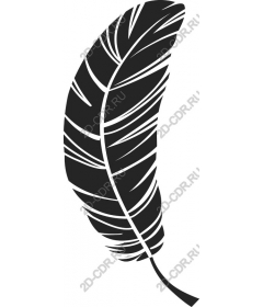  Black feather