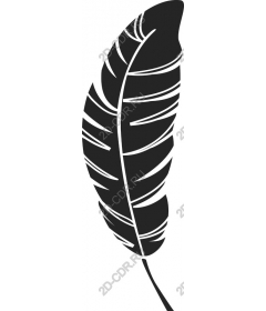  Elegant feather