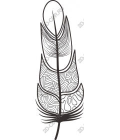  Elegant feather