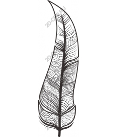  Elegant feather