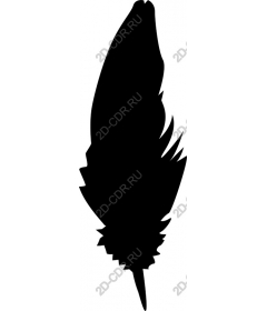  Elegant feather