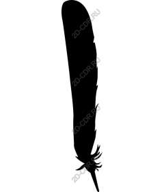  Elegant feather